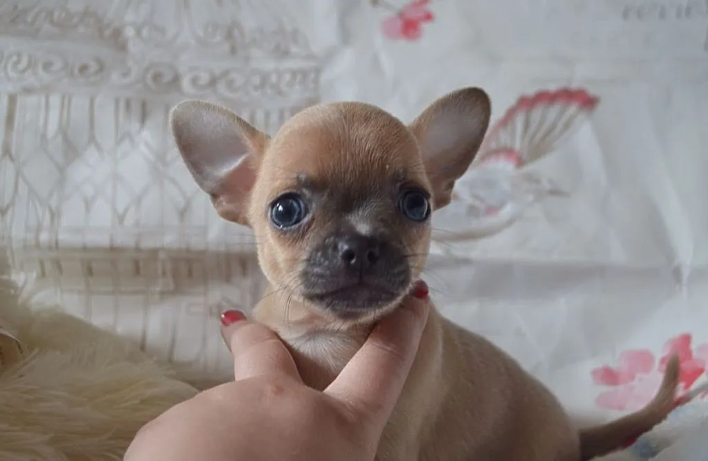 wspaniały miot Chihuahua, , Chełmno