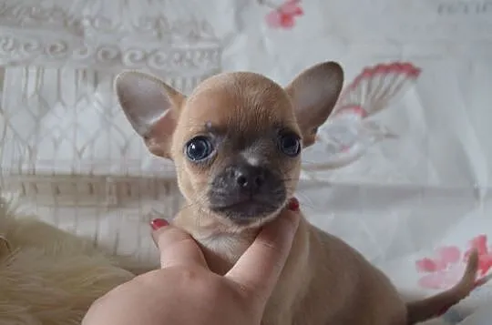 wspaniały miot Chihuahua, , Chełmno
