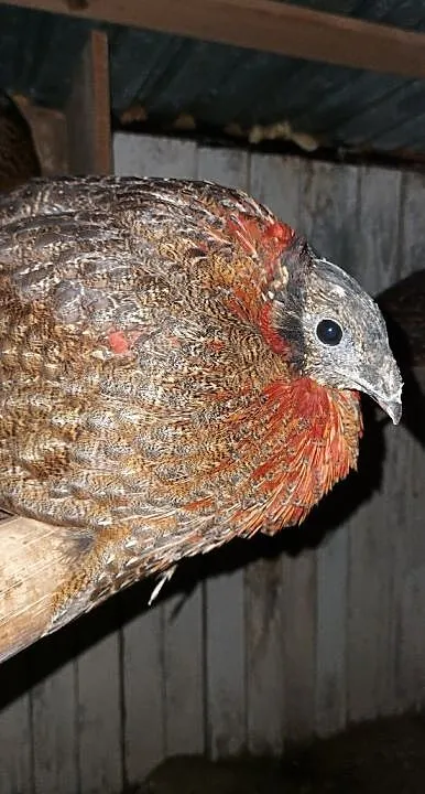 Tragopan satyr samiec, Pomorskie, Lębork