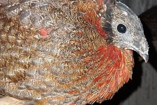Tragopan satyr samiec, Pomorskie, Lębork
