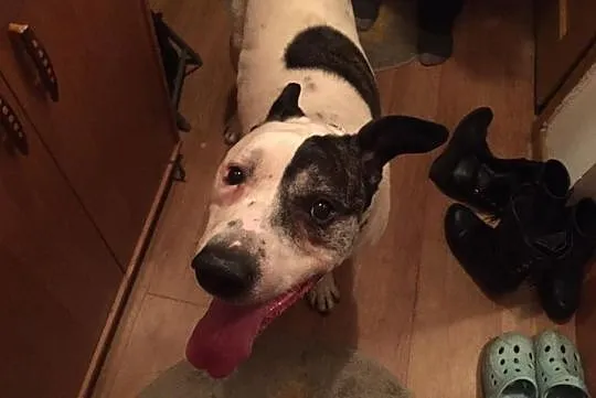 Szukasz przyciela najlepszego ? Adoptuj Bratka cudownego, Mazowieckie, Warszawa