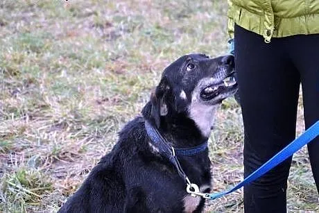 Ogonka wspaniała sunia kochająca ludzi szuka dobre