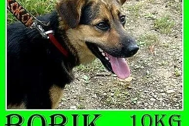 10kg,mały,wesoły,łagodny piesek BOBIK.Adopcja,  śląskie Katowice