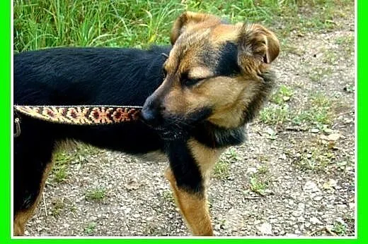 10kg,mały,wesoły,łagodny piesek BOBIK.Adopcja,  śl