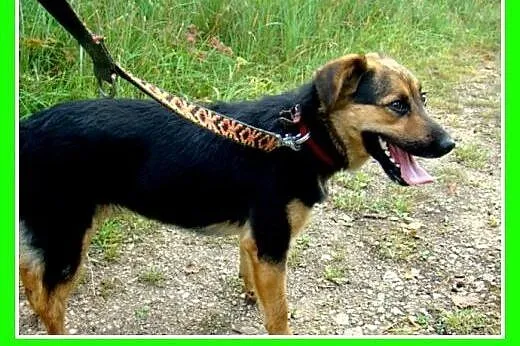 10kg,mały,wesoły,łagodny piesek BOBIK.Adopcja,  śl