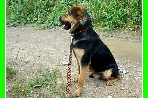 10kg,mały,wesoły,łagodny piesek BOBIK.Adopcja,  śl