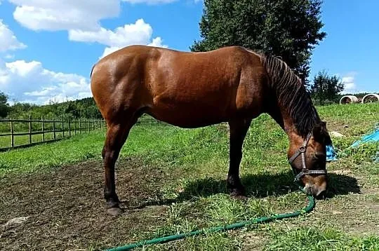 Sprzedam hucuł-klacz