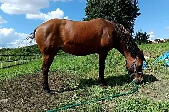 Sprzedam hucuł-klacz, Pomorskie, Bobowo