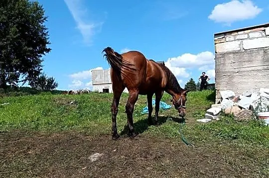 Sprzedam hucuł-klacz, Pomorskie, Bobowo