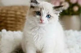 Gotowa do zmiany domu piękna dziewczynka Ragdoll