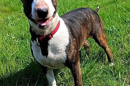 Tekla, rodowodowa bullterrierka do adopcji, dolnośląskie Wrocław