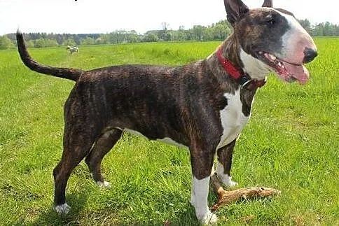 Tekla, rodowodowa bullterrierka do adopcji,  dolno
