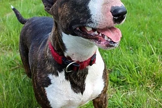 Tekla, rodowodowa bullterrierka do adopcji,  dolno