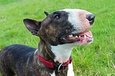 Tekla, rodowodowa bullterrierka do adopcji,  dolno