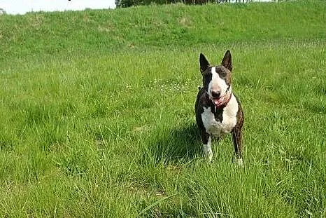 Tekla, rodowodowa bullterrierka do adopcji,  dolno
