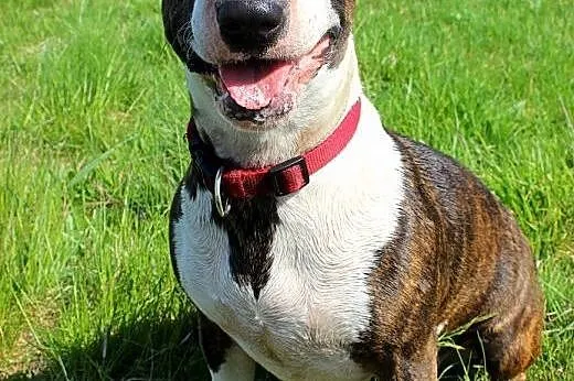 Tekla, rodowodowa bullterrierka do adopcji,  dolno