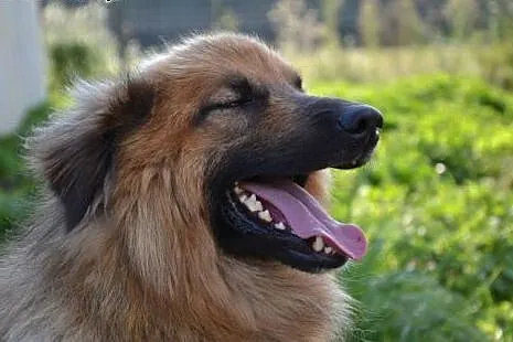 Grześ to piękny i uroczy puchatek... Przygarniesz 
