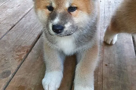 Szczeniaki Akita Inu. , Nowe Proboszczewice