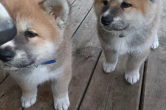 Szczeniaki Akita Inu. , Nowe Proboszczewice