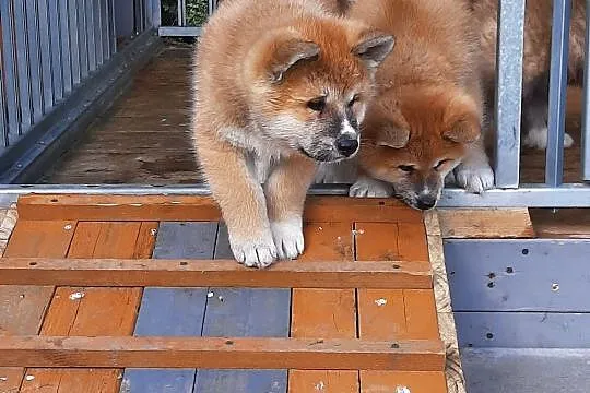 Szczeniaki Akita Inu. , Nowe Proboszczewice