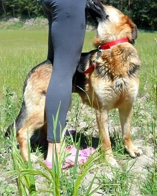 Młodziutka owczareczka - Kora :), warmińsko-mazur