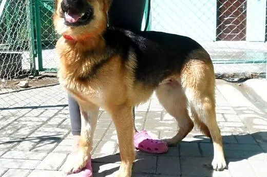 Młodziutka owczareczka - Kora :),  warmińsko-mazur