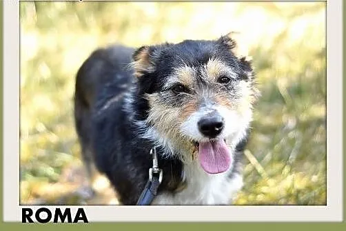 ROMA,średnia,łagodna,wesoła,towarzyska suczka.ADOPCJA,  małopolskie Kraków
