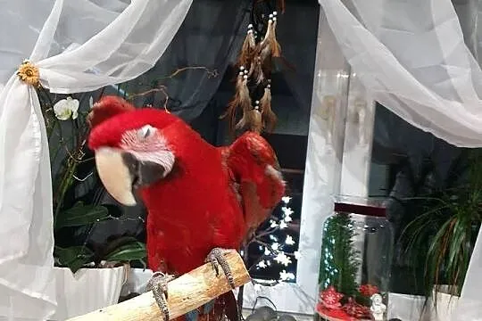 ara recznie karmiona, Śląskie, Mszana