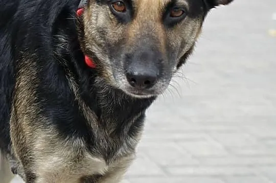 MANIA...Sunia, która nie ma wad...Gdzie jej dom?..