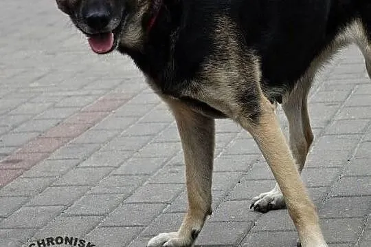 MANIA...Sunia, która nie ma wad...Gdzie jej dom?..