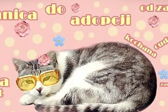 Pilnie do adopcji BELLA z piwnicy!