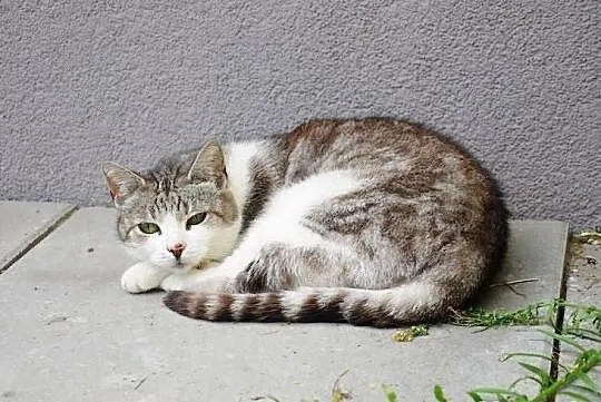 Pilnie do adopcji BELLA z piwnicy!