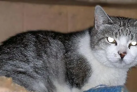Pilnie do adopcji BELLA z piwnicy!