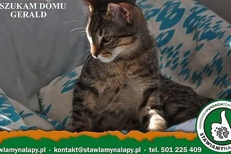 Gerald. Fundacja Stawiamy Na Łapy,  małopolskie Kr
