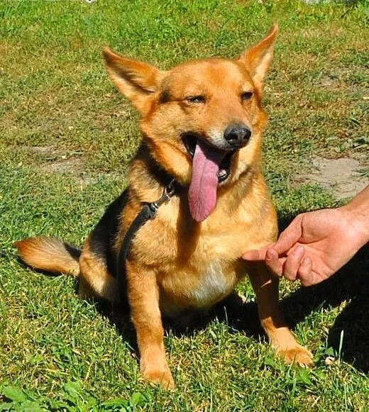 LAKI - mały piesek ze złamaną szczęką do adopcji,