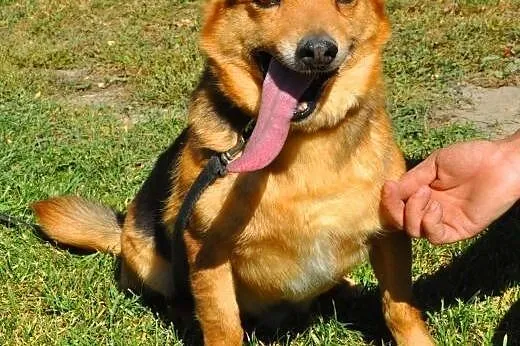 LAKI - mały piesek ze złamaną szczęką do adopcji, 