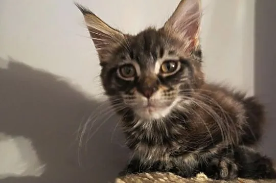 Kotka kocięta Maine Coon