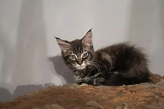 Kotka kocięta Maine Coon