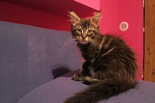 Kotka kocięta Maine Coon