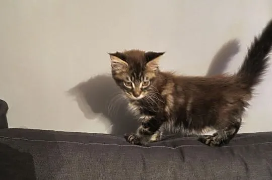 Kotka kocięta Maine Coon