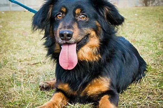 OTOZ Animals - Alan - wspaniały psiakw typie jamni