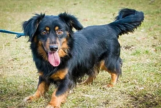 OTOZ Animals - Alan - wspaniały psiakw typie jamni