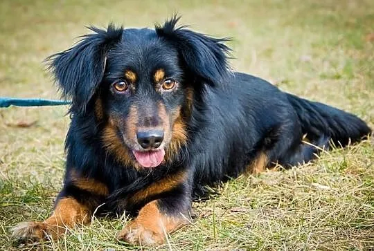 OTOZ Animals - Alan - wspaniały psiakw typie jamni