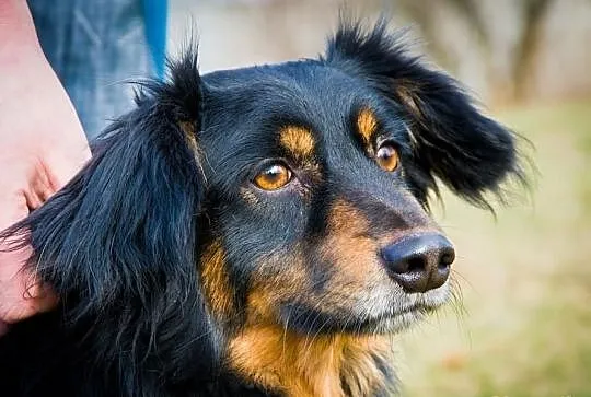 OTOZ Animals - Alan - wspaniały psiakw typie jamni