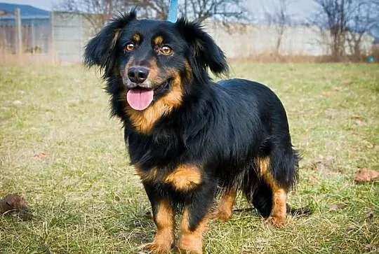 OTOZ Animals - Alan - wspaniały psiakw typie jamni