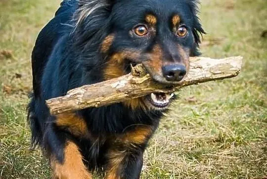 OTOZ Animals - Alan - wspaniały psiakw typie jamni