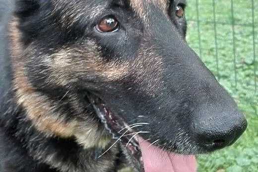 Skrzywdzona Freya czeka na nowe życie.,  podkarpac
