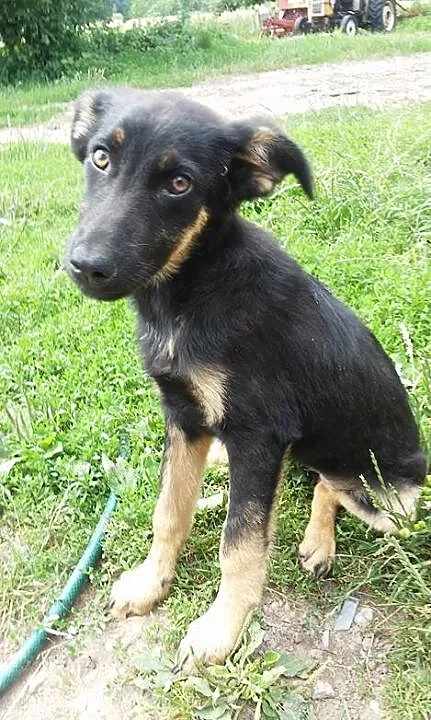 Piękny,duży szczeniak porzucony z matką w lesie sz