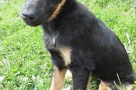 Piękny,duży szczeniak porzucony z matką w lesie sz