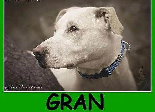 GRAN,pies dla aktywnych,łagodny,chętny do nauki,ap